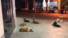 La photo de 6 chiens qui «gardent» la porte d’un hôpital devient virale pour une raison exceptionnelle