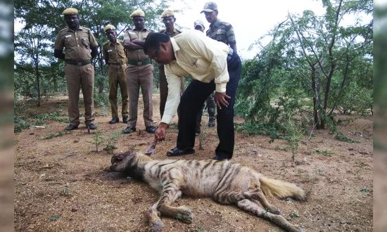 En patrouillant le 4 novembre 2017, les gardes forestiers de la Réserve de tigres de Sathyamangalam (STR) ont découvert le pauvre mammifère africain près d’une colonie humaine près de Bijil Kuttai.