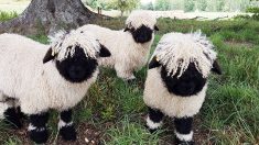 Le mouton nez noir du Valais, mignon comme un jouet, est surnommé à juste titre «le plus mignon du monde»