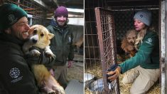 Des centaines de chiens élevés comme «compagnons et nourriture» ont été sauvés d’une ferme de viande et d’élevage de chiots en Corée du Sud