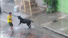 Vidéo : la réaction d’un chien sous la pluie battante est en réalité une leçon de vie