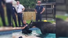 Un cheval tombé dans une piscine familiale meurt tragiquement quelques heures après avoir été secouru