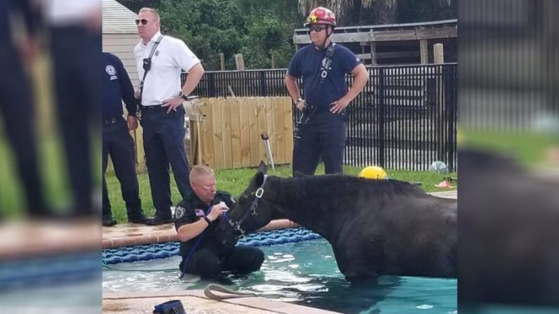 Les autorités aident le cheval Shine, 23 ans, à sortir de la piscine à Lake Worth, Floride, le 12 mai 2019. (Palm Beach County Sheriff's Office) 