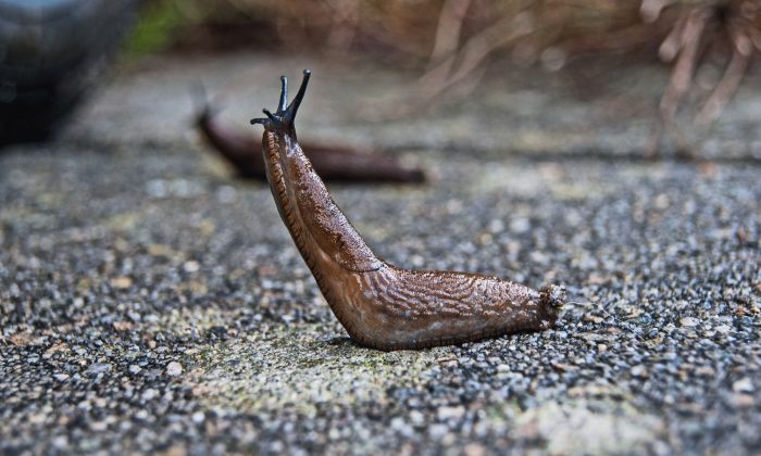 Photo d'une limace qui se lève. (Pixabay)