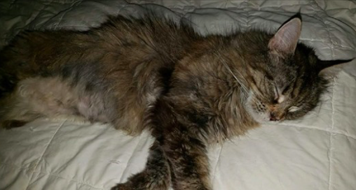 Un chat qui avait un hameçon dans la bouche a été traité et se remet maintenant. (Happy Hearts & Tails Safe Haven Animal Rescue)