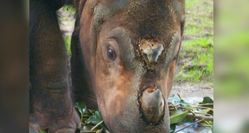 Un rhinocéros de Sumatra au zoo et jardin botanique de Cincinnati, en Ohio, États-Unis, le 19 août 2004. (Mike Simons/Getty Images)
