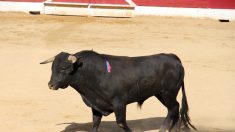 Gard : un taureau s’échappe d’une feria, cinq blessés dont deux gendarmes