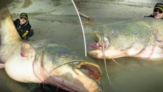 Un pêcheur du Delta du Pô sent une énorme prise au bout de sa ligne, et après 40 minutes il ramène un monstre de 127 kg!