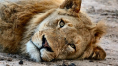 Deux lions mâles ont gravement blessé un gardien de 24 ans qui est venu les nourrir – un collègue s’est précipité à l’intérieur