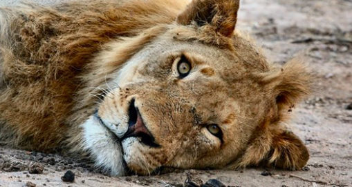 Image d'un lion reposant dans une enceinte. (Pexels/Pixabay)