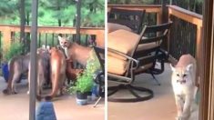 Un homme filme une bande de pumas traînant sur son porche au Colorado