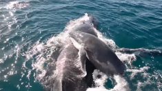 Un groupe de dauphins sauve la vie d’un baleineau à bosse en protégeant sa maman