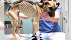Un chien a failli mourir de faim, mais un miracle se produit lorsque des amis des animaux lui rendent visite