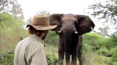 Un homme a une rencontre incroyable avec un éléphant mâle sauvage
