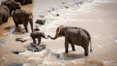 Chasse aux éléphants au Botswana : scandale ou aménagement nécessaire ?