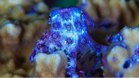 Viral : Un homme ramasse une pieuvre bleue mortelle avec ses mains nues