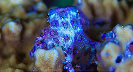 Une pieuvre à anneaux bleus. (via Toutiao)