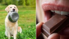10 aliments que nous mangeons mais qui peuvent nuire à nos chiens ou les tuer. Le n°1 est le chocolat