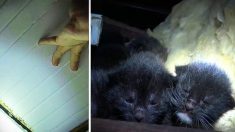 Un propriétaire entend de faibles miaulements venant du grenier et découvre qu’une maman chat errante a donné naissance à une portée de chatons