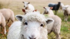 Isère: 15 moutons inscrits à l’école pour éviter une fermeture de classe