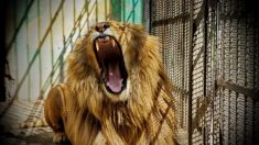 54 lions massacrés en 2 jours : des enquêteurs exposent des fermes horribles où des lions et des tigres sont élevés et tués
