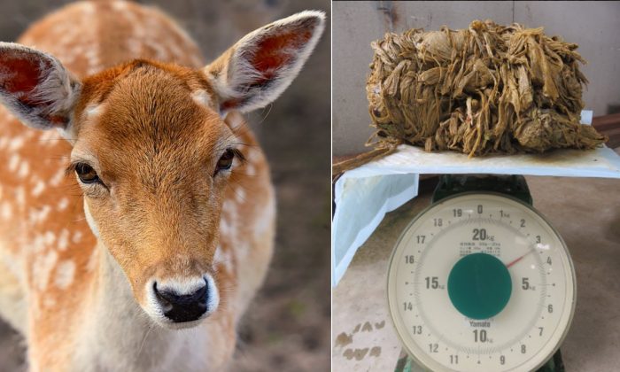 À gauche, une image d'un cerf. (Mabel Amber/Pixabay) ; à droite, une image des morceaux de plastique prélevés du le corps d'une biche de 17 ans qui est morte au parc Nara au Japon le 24 mars. (Nara Welfare Deer Association)