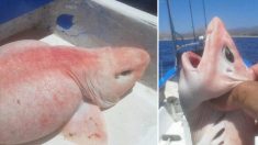 Des pêcheurs, qui ont attrapé un «poisson extraterrestre» aux yeux étranges et à la peau rose, sont stupéfaits d’apprendre ce que c’est