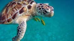 Massacre de tortues marines :  un an ferme pour un braconnier récidiviste à Mayotte
