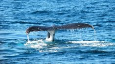 Des images montrent le moment où une baleine à bosse surgit près d’un bateau de pêche