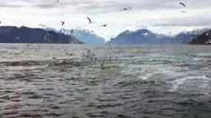 Des baleines surgissent de nulle part, dispersant les mouettes