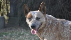 Un refuge pour animaux euthanasie accidentellement le chien d’une famille à cause d’une erreur administrative