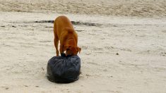 Un chien rapporte un sac de poubelle à la maison. Quand les maîtres voient ce qu’il y a à l’intérieur, ils se précipitent à l’hôpital