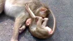 Un bébé singe au cœur brisé pleure et s’accroche à sa mère morte après un tragique accident de voiture