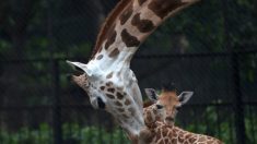 « L’équipe est sous le choc » : le girafon né cet été au zoo de Champrepus n’a pas survécu