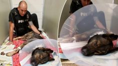 « Titan », un brave chien policier blessé par un suspect lors d’un contrôle routier, est en voie de rétablissement