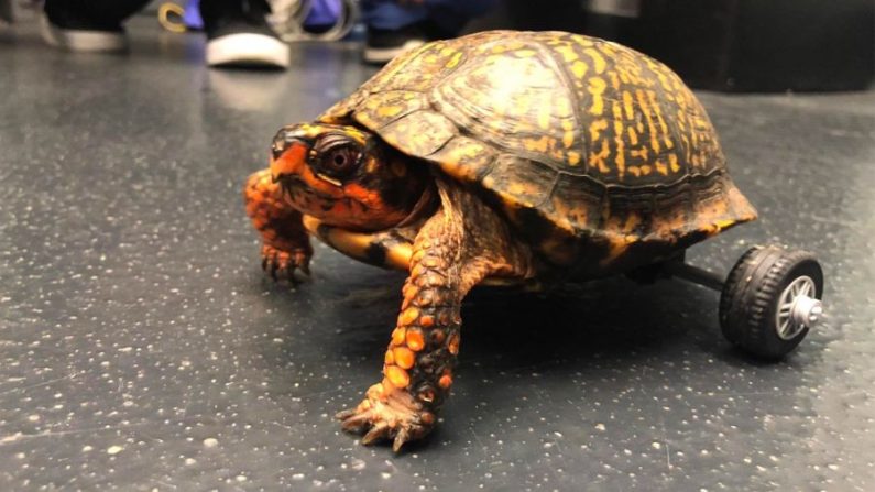 Ce beau spécimen est Pedro la tortue "handi-capable", un patient du centre hospitalo-universitaire vétérinaire de l'État de la Louisiane à Bâton-Rouge. (Photo : LSU School of Veterinary Medicine)
