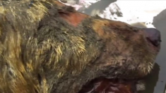Un homme trouve la tête d’un loup géant vieux de 40 000 ans, datant de l’ère des mammouths