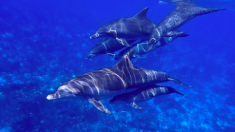 Un dauphin en deuil ne peut pas accepter la mort de son petit et le pousse à travers les eaux de la Floride
