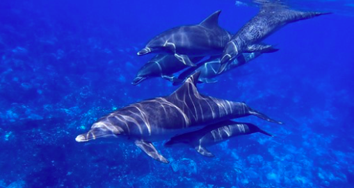 Photo d'archives de dauphins (AJRPROJ/Pixabay)