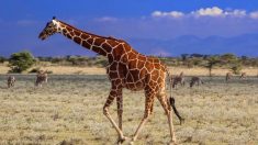La chasseuse américaine prise en photo à côté d’une girafe morte se dit «fière de chasser»