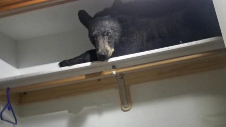 Un ours noir a été trouvé en train de faire la sieste dans une maison à Missoula, au Montana, après s'être enfermé à l'intérieur, le 20 juin 2019. (Avec l'aimable autorisation du Bureau du shérif du comté de Missoula)