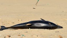 En 2019, le nombre de décès de dauphins a triplé sur la côte du Golfe du Mexique