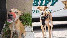 Un chien affamé retrouvé avec un ruban adhésif entourant sa gueule est maintenant l’adjoint « Chance » du shérif