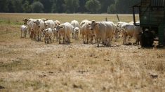 Canicule : les agriculteurs inquiets pour leurs bêtes