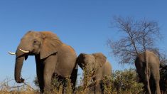 Une ONG dénonce l’explosion du braconnage d’éléphants au Botswana