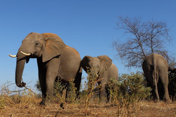 Troupeau d'éléphants dans la réserve de Mashatu à Mapungubwe, Botswana. (Cameron Spencer/Getty Images)