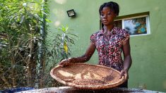 Cacao: Ghana et Côte d’Ivoire suspendent leurs ventes pour une rémunération plus «décente» des agriculteurs