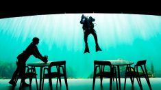 Dîner sous l’eau mais au sec dans le premier restaurant sous-marin d’Europe
