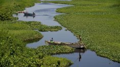 Les jacinthes d’eau envahissent Lagos, mégapole d’Afrique de l’Ouest