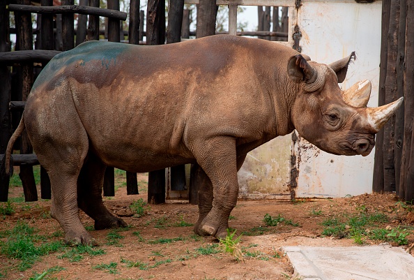 -Le 24 juin 2019, cinq rhinocéros noirs de l'Est nés dans un zoo et menacés d'extinction ont été transférés avec succès dans le parc national d'Akagera, au Rwanda, après un long voyage depuis les zoos européens. Photo de STRINGER / AFP / Getty Images.